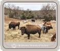Bison